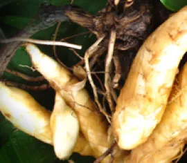 Slideshow Slideshow 5