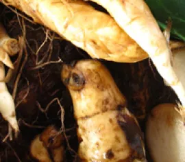 Slideshow Slideshow 1