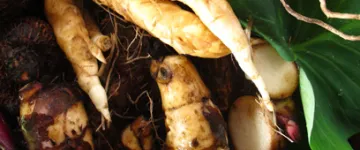 Slideshow Slideshow 1 foto slide show1